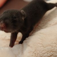 Bébés rats à réserver #2