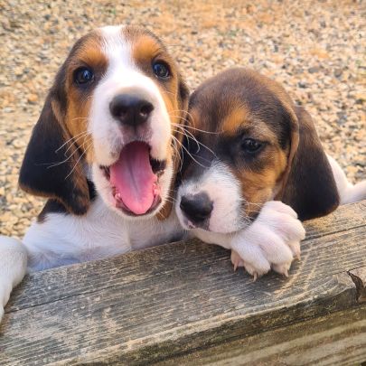 Chiots  anglo français de petite vénerie #1