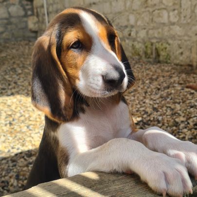 Chiots  anglo français de petite vénerie #3