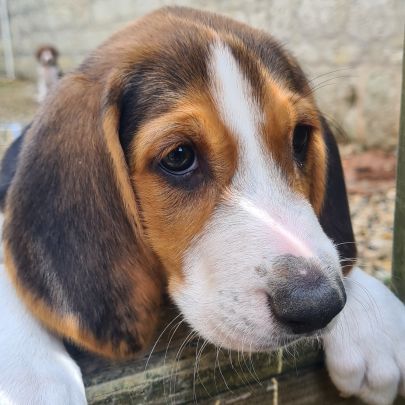 Chiots  anglo français de petite vénerie #4