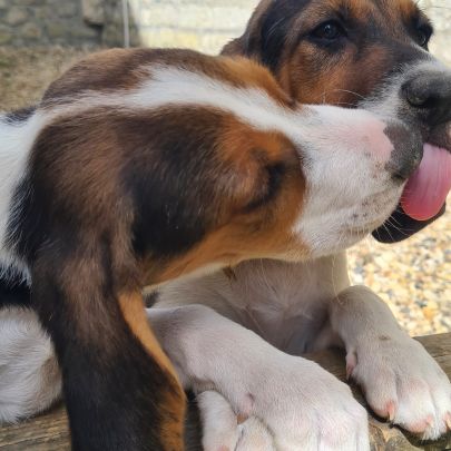 Chiots  anglo français de petite vénerie #7