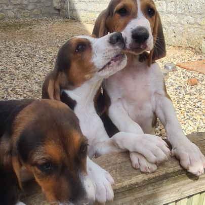 Chiots  anglo français de petite vénerie #8