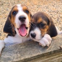 Chiots  anglo français de petite vénerie #1