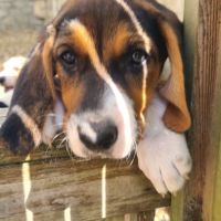 Chiots  anglo français de petite vénerie #2