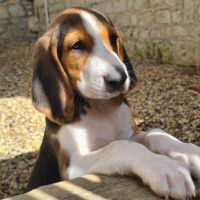 Chiots  anglo français de petite vénerie #3