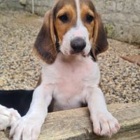 Chiots  anglo français de petite vénerie