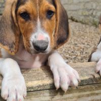 Chiots  anglo français de petite vénerie #6