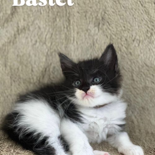 Magnifique chatons maine coon à réserver #1