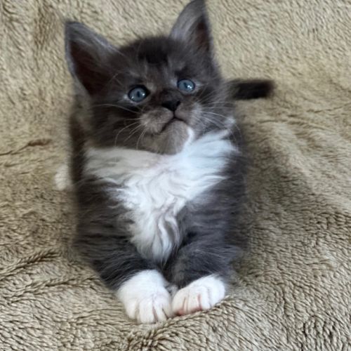 Magnifique chatons maine coon à réserver #0
