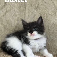 Magnifique chatons maine coon à réserver #1