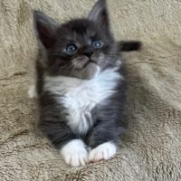 Magnifique chatons maine coon à réserver