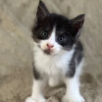 Magnifique chatons maine coon à réserver #3