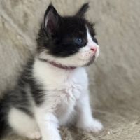 Magnifique chatons maine coon à réserver #5