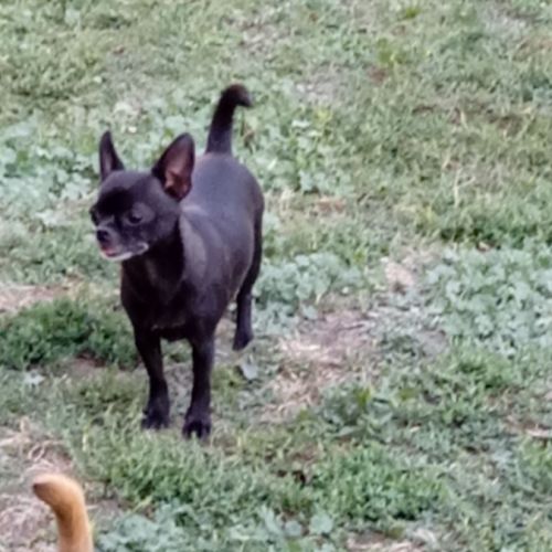 Femelle chihuahua #0