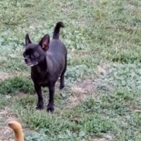 Femelle chihuahua