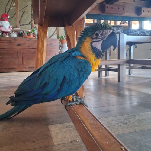 Male ara ararauna aem 06/2026