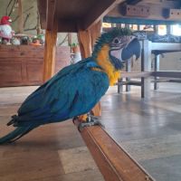 Male ara ararauna aem 06/2026