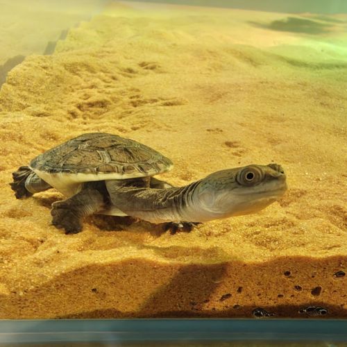 Juvénile chelodina rugosa(tortue à cou de serpent) #1