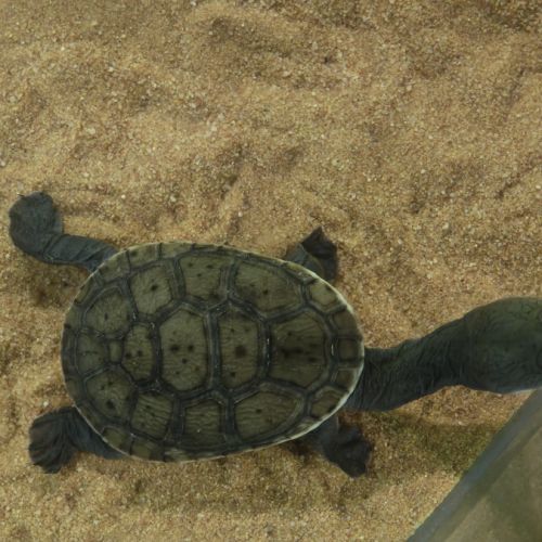 Juvénile chelodina rugosa(tortue à cou de serpent) #2