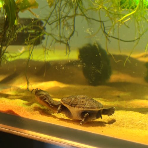 Juvénile chelodina rugosa(tortue à cou de serpent)