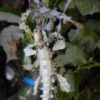 Vends phasme scorpions