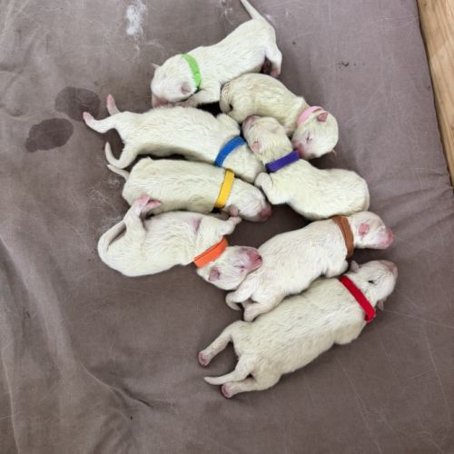 Adorable chiot samoyède #0