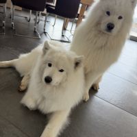 Adorable chiot samoyède #1