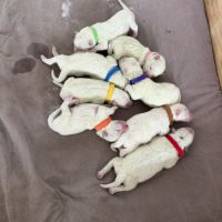Adorable chiot samoyède