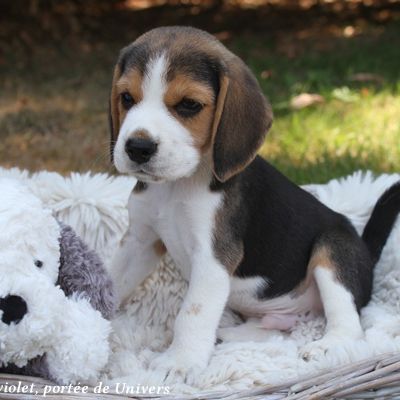 Beagle mâle 3 mois disponible #2