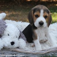 Beagle mâle 3 mois disponible #1