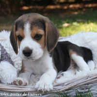 Beagle mâle 3 mois disponible