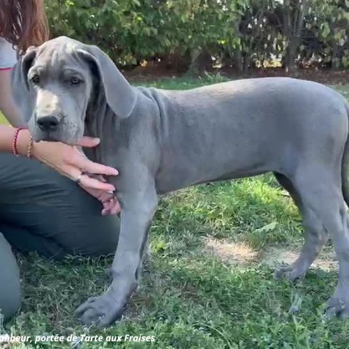 Dogues allemands bleus de 3 mois disponibles