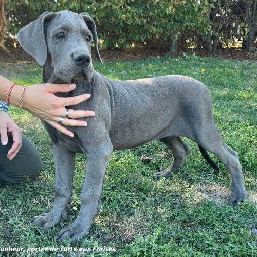 Dogues allemands bleus de 3 mois disponibles #2