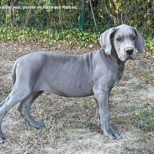 Dogues allemands bleus de 3 mois disponibles #3