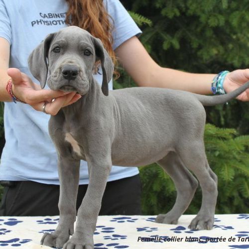 Dogues allemands bleus de 2 mois disponibles #0