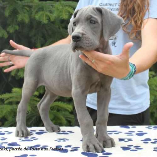 Dogues allemands bleus de 2 mois disponibles #2