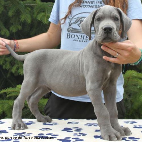 Dogues allemands bleus de 2 mois disponibles #5