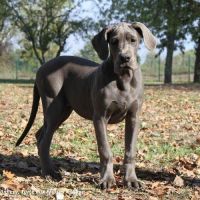 Dogues allemands bleus de 4 mois disponibles