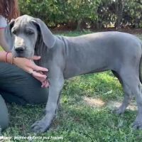 Dogues allemands bleus de 3 mois disponibles