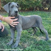Dogues allemands bleus de 3 mois disponibles #2
