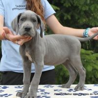 Dogues allemands bleus de 2 mois disponibles