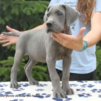 Dogues allemands bleus de 2 mois disponibles #2