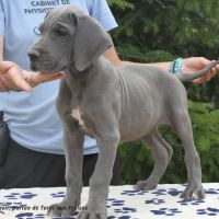 Dogues allemands bleus de 2 mois disponibles #3
