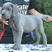 Dogues allemands bleus de 2 mois disponibles #4