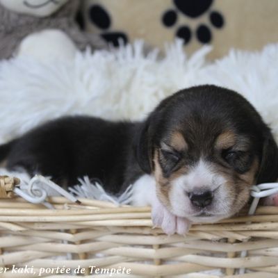 Chiots beagle à réserver de la portée de tempête #3
