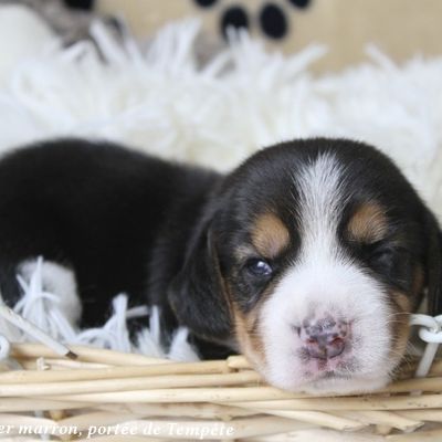 Chiots beagle à réserver de la portée de tempête #4
