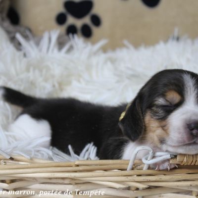 Chiots beagle à réserver de la portée de tempête #5