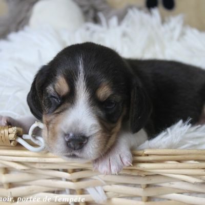 Chiots beagle à réserver de la portée de tempête #7