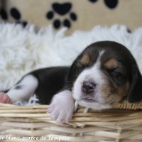Chiots beagle à réserver de la portée de tempête
