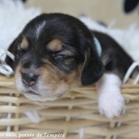 Chiots beagle à réserver de la portée de tempête #2